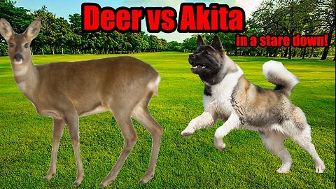 Deer vs American Akita | Standoff | Stare down | Akita standing guard on property line