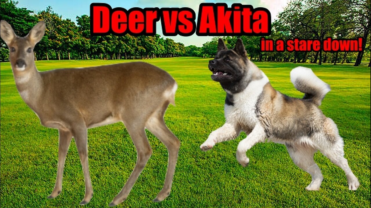 Deer vs American Akita | Standoff | Stare down | Akita standing guard on property line