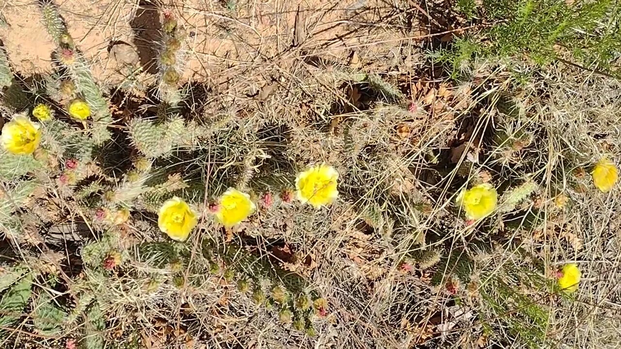 Cactus Flower Bloom