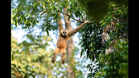 Adorable Gibbons Having the Time of Their Lives: Playful Primate Fun!