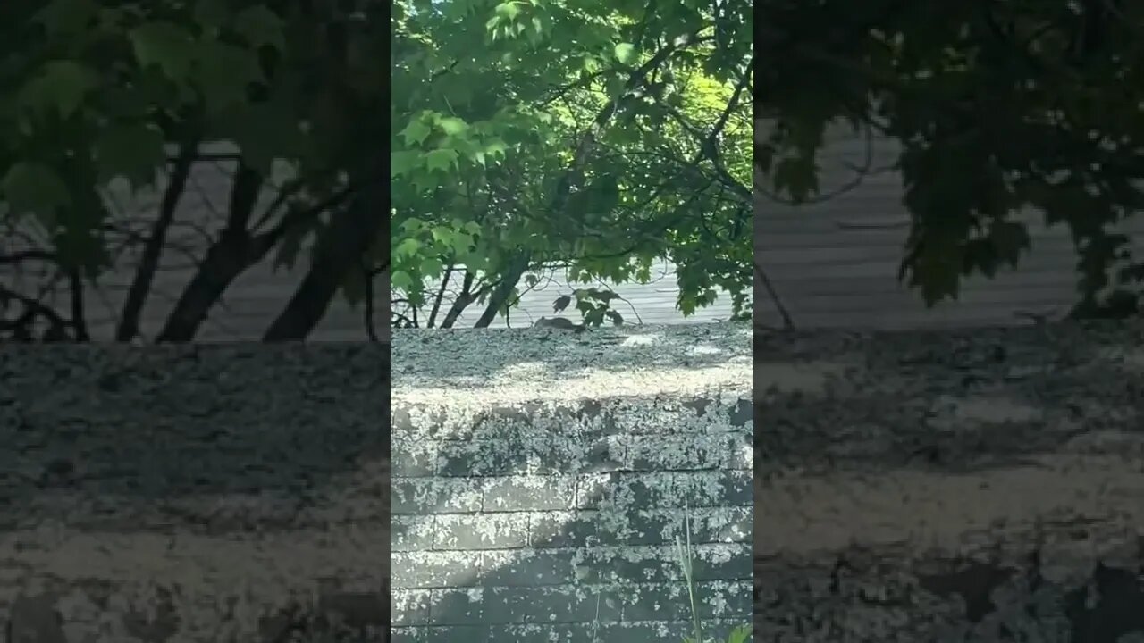 Squirrel having a nap on a Shed
