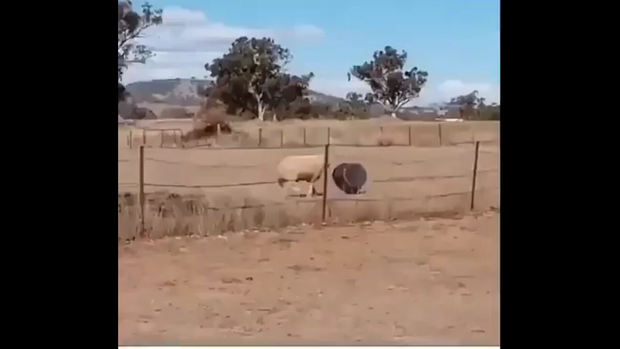 funny animal accident