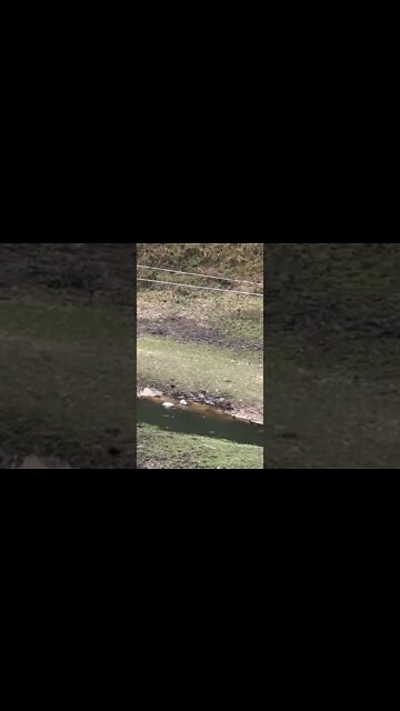 Geese enjoying their first swim in the creek