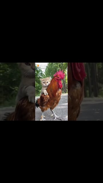o gato e o galo passeios p #shorts