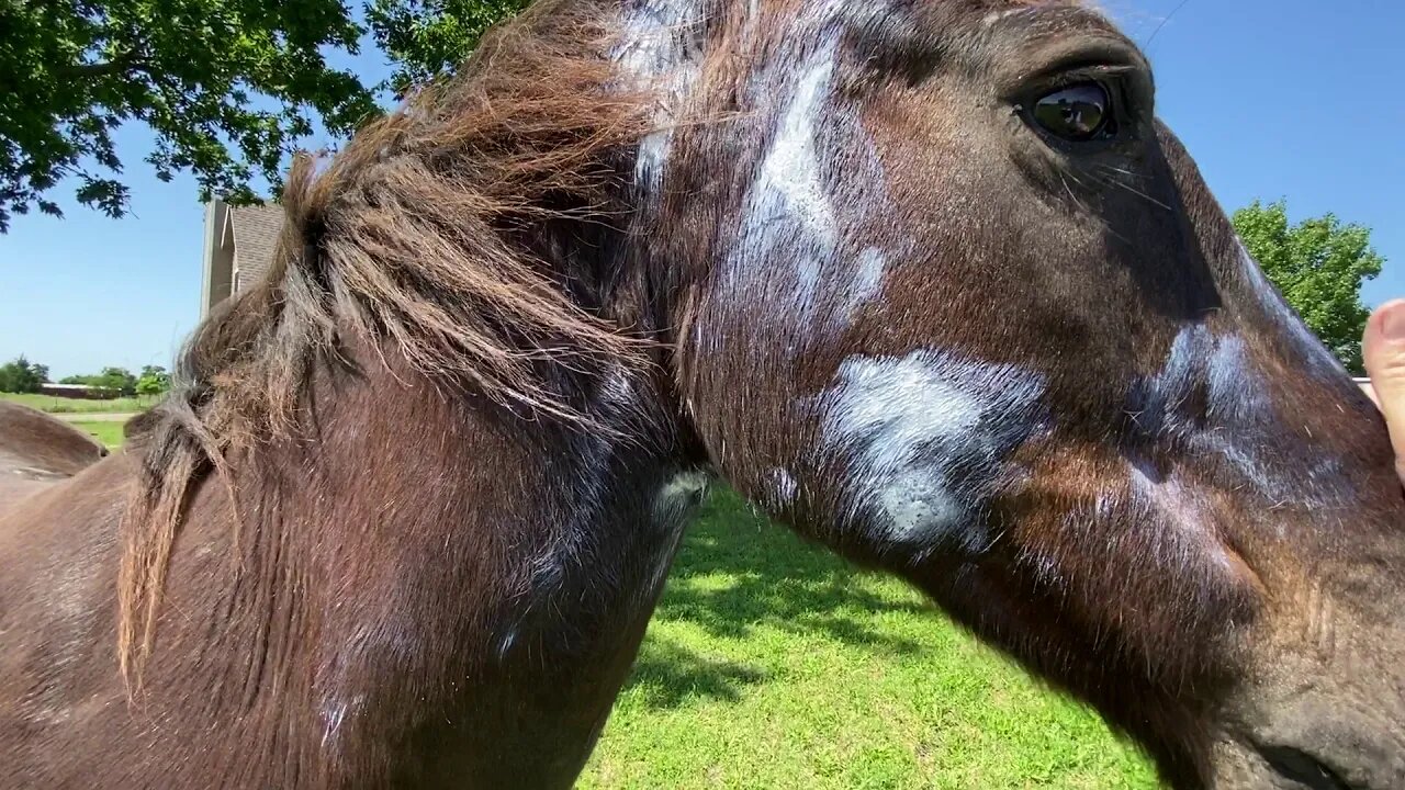 Horse Meds For Sweet Itch - Ant or Nat Reaction - How Often Should You Vaccinate Your Horse