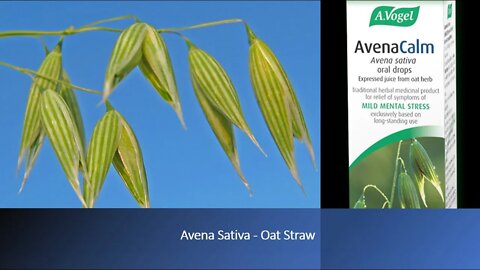 Avena sativa (Milky Oat Straw) - Stress, Mood, Anxiety & Optimal Brain Function