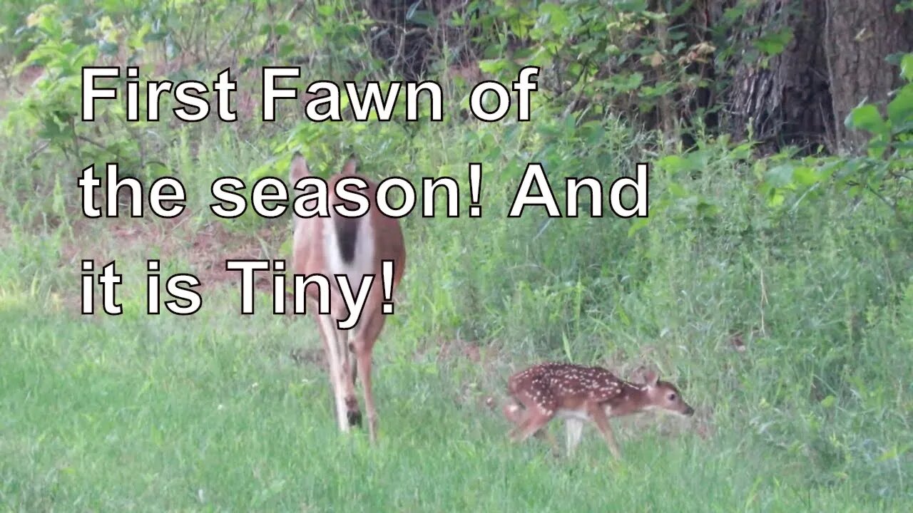 FIRST FAWN OF THE SEASON! And it's a TINY one! Illinois wildlife photography.