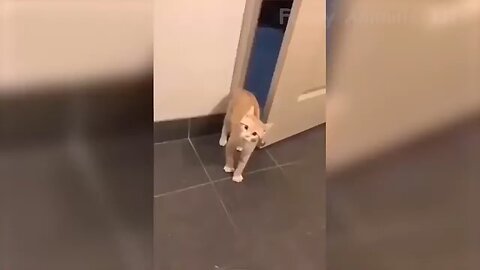 Funny animal videos 2023