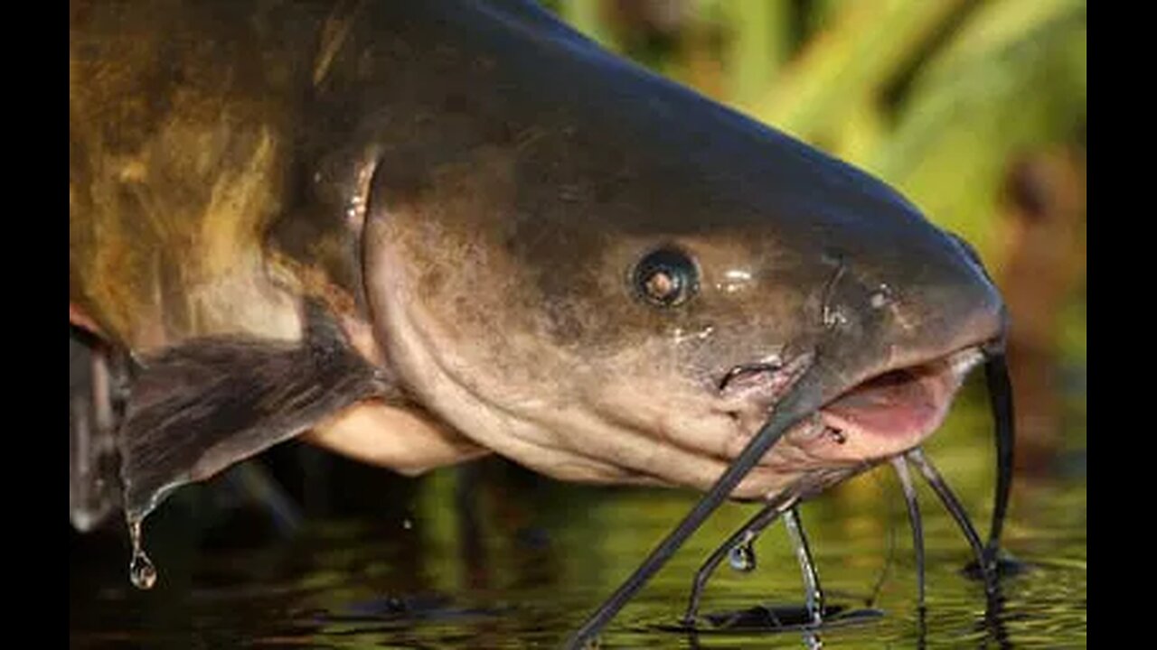 THE DIETARY LAW, FORBIDDEN FOODS IN THE BIBLE: CATFISH IS AN ABOMINATION UNTO YOU.🕎Leviticus 11:1-47 “These shall ye eat of all that are in the waters: whatsoever hath fins & scales in the waters, in the seas, in the rivers, them shall ye eat.”