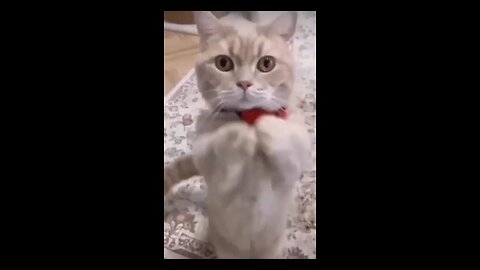 funny Video Cat