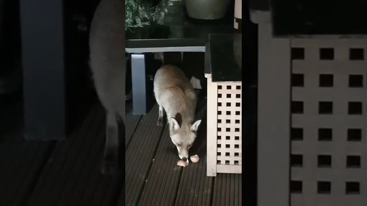 🦊Friendly urban #fox eating a raw egg