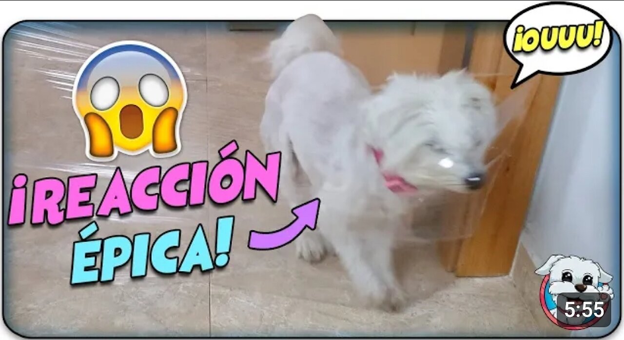 Reacción Épica de mi PERRO al INVISIBLE Challenge!!😱🐶 Funny Dogs Anima Dogs