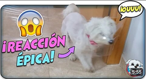 Reacción Épica de mi PERRO al INVISIBLE Challenge!!😱🐶 Funny Dogs Anima Dogs