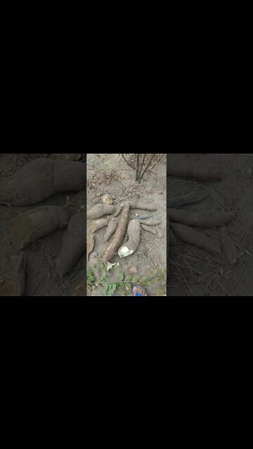 Arrancando Mandioca, macaxeira ou aipim na roça