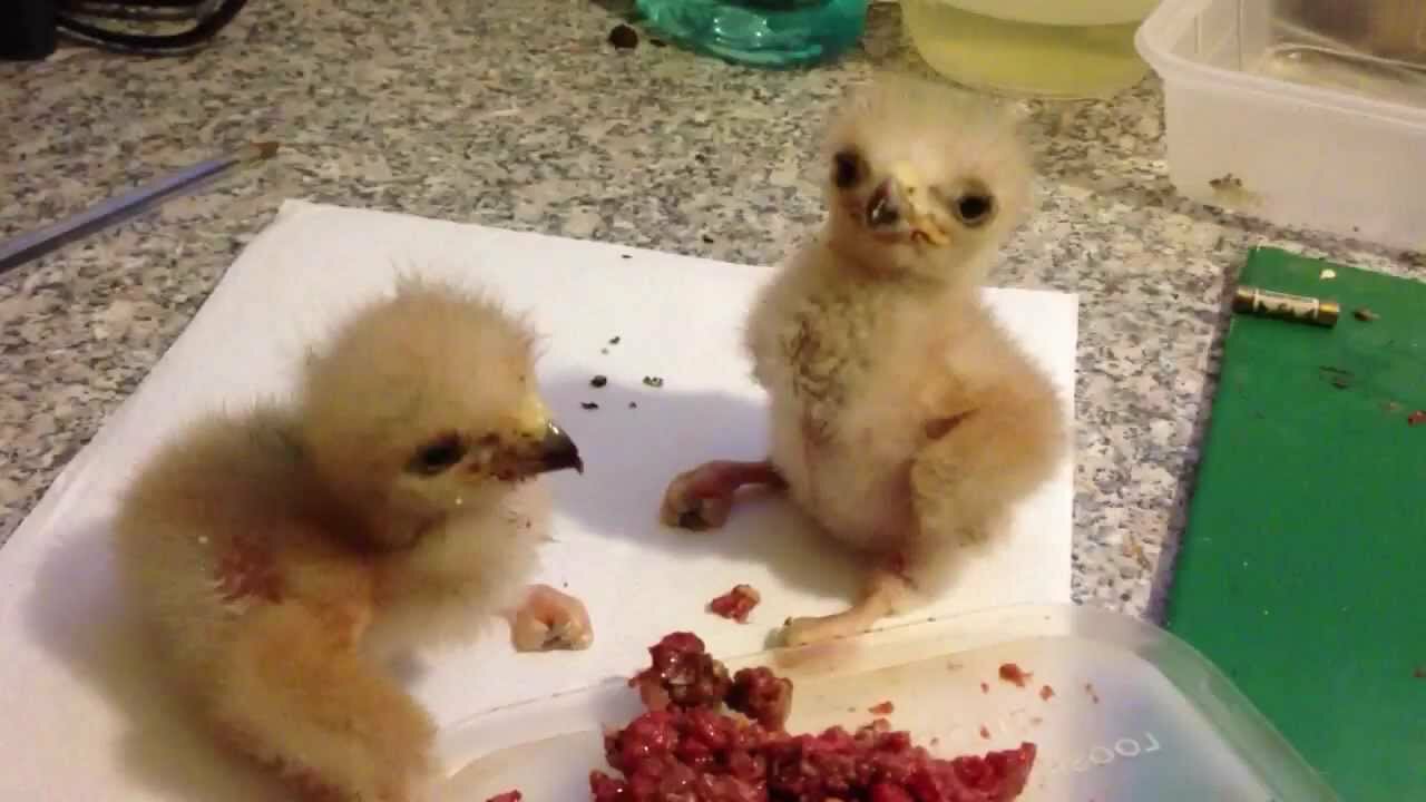 Baby Harris Hawks Fighting