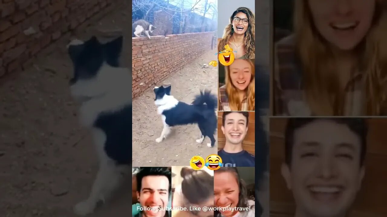 Don't come here🤣😂🤣 #workplaytravel #lol #lmao #cat #dog #catanddog #live #funny #laugh #shorts