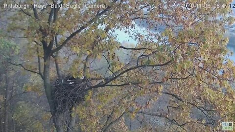 Hays Eagles Dad then Mom fly in nest observe Carolina Wren 2020 11 645am