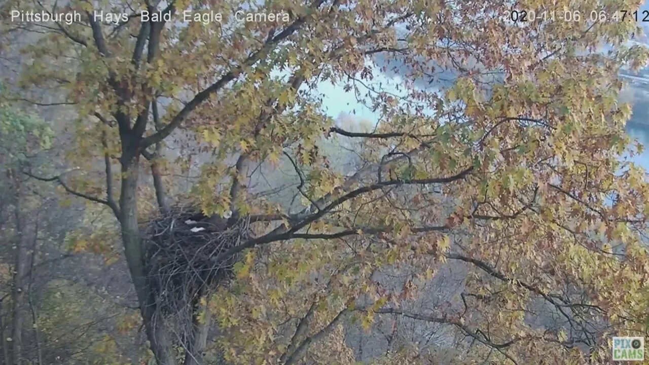 Hays Eagles Dad then Mom fly in nest observe Carolina Wren 2020 11 645am