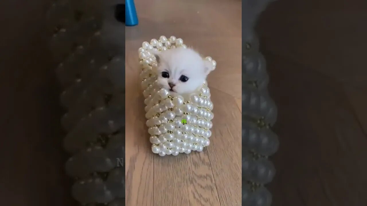 कितना प्यारा है यह | How Cute Is This | Mini Dog