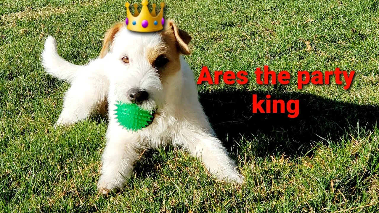 Ares: the wonder dog 🐕🐶🥳🎉 👑👑!