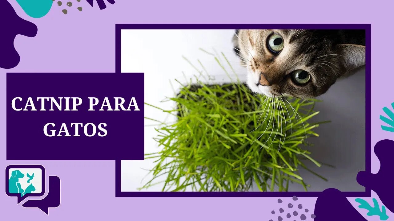 CATNIP PARA GATOS: O que é e como funciona?