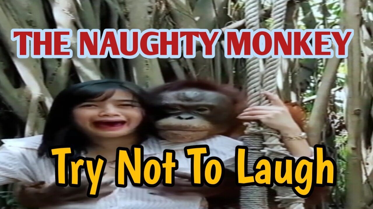 The Naughty Monkey | funny monkey | funny video