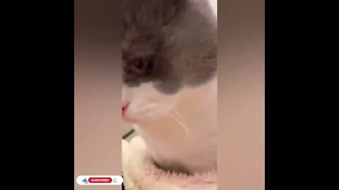 cute cat videos 😹 funny videos 😂1014