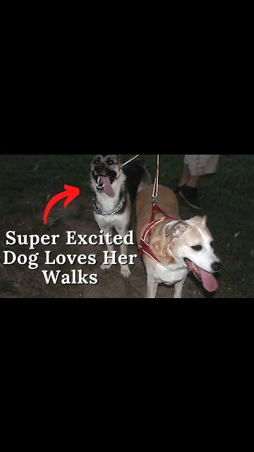#shorts My Talkative Dog Maple Is OBSESSED With Walks