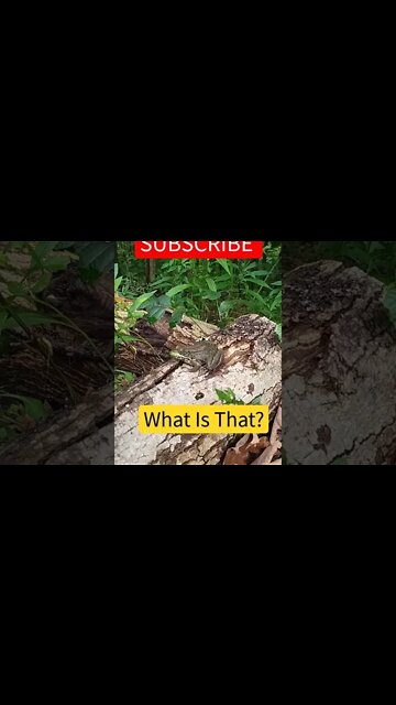 What Kind Of Frog Is This?