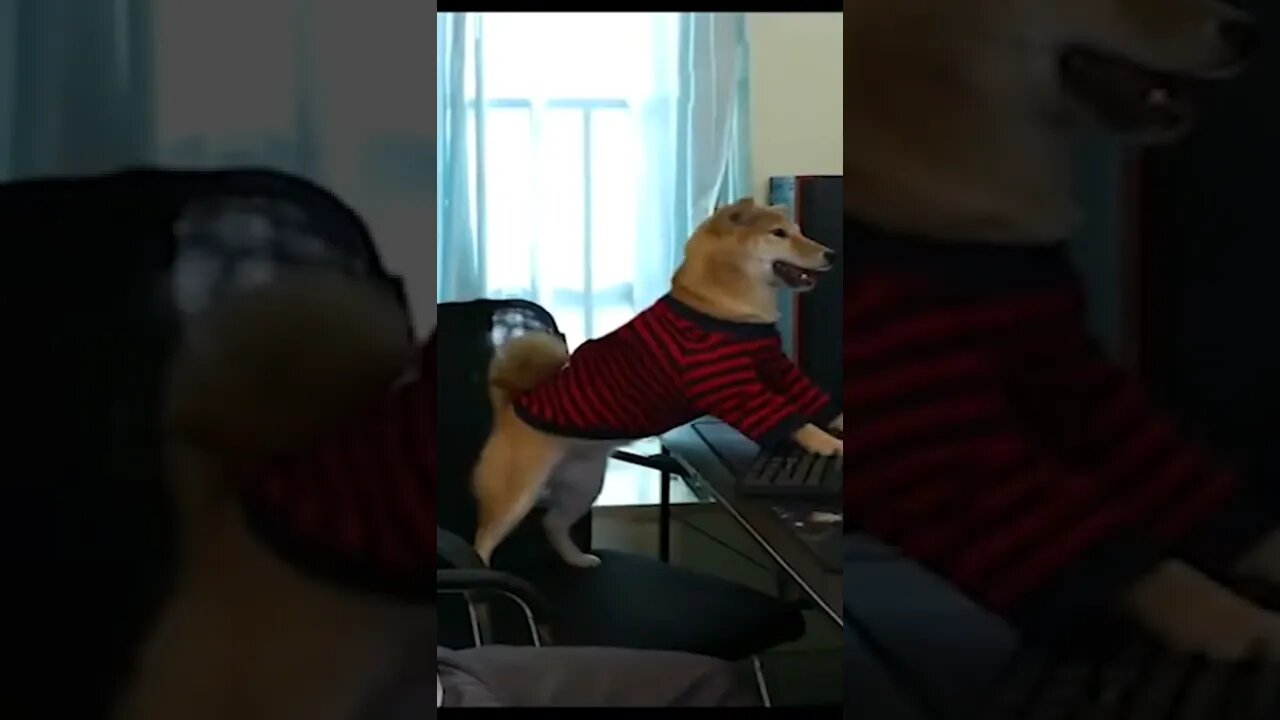 funny#computergame#dog#pets#ytshorts