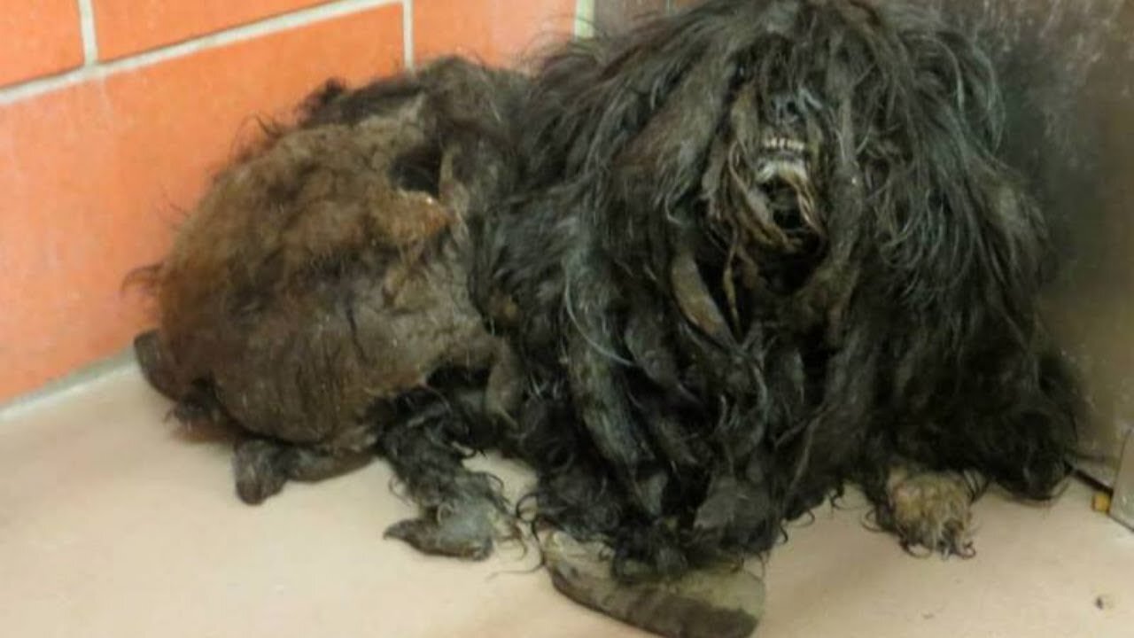 An Incredible Shelter Dog and amazing transformation