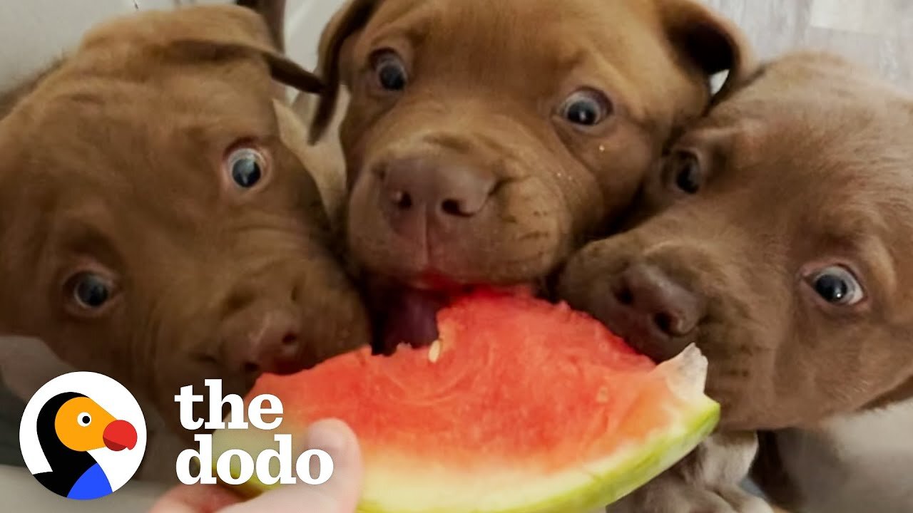 The 8 Rules To Fostering A Litter Of Tiny Puppies |