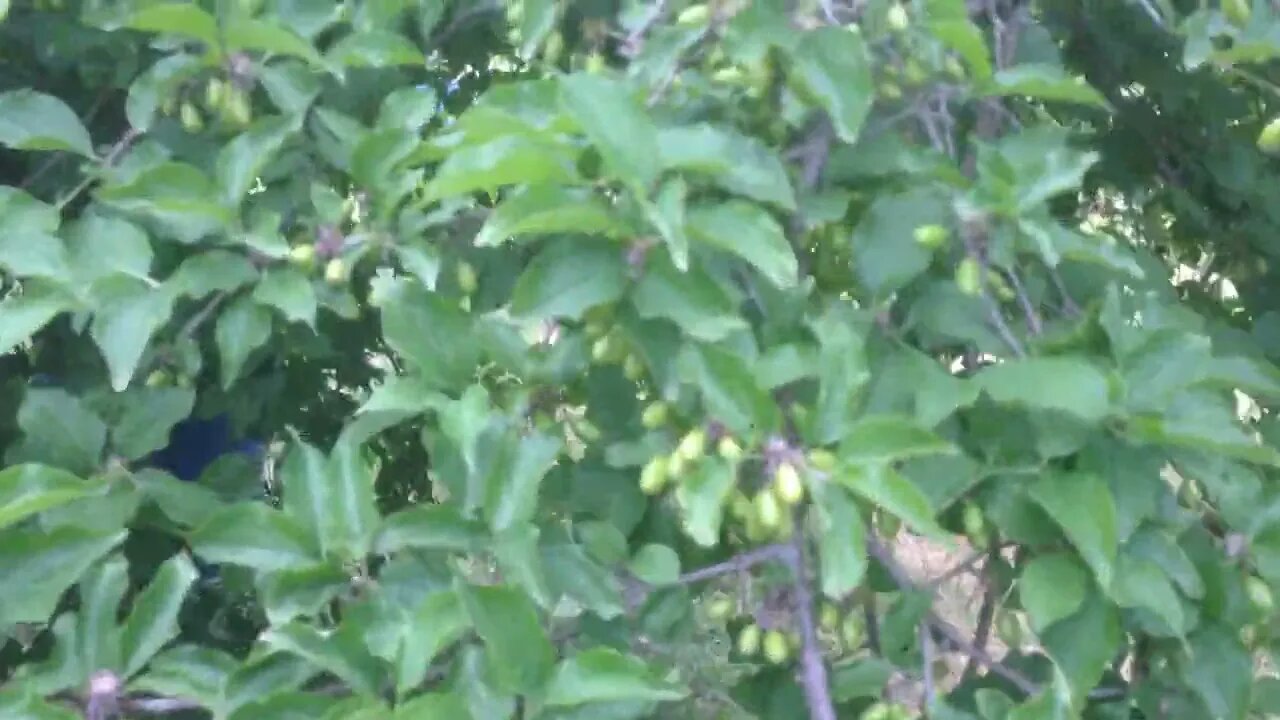 Cornus mas (Cornelian cherry) and cherry trees full of fruits