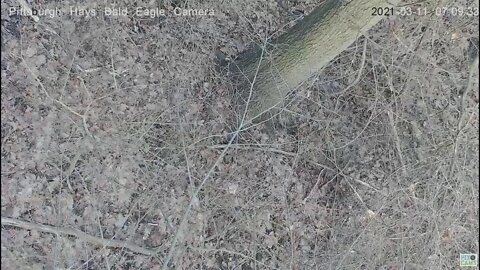 Hays Eagles Raccoon intruder retreats 2021 03 11 7:07AM