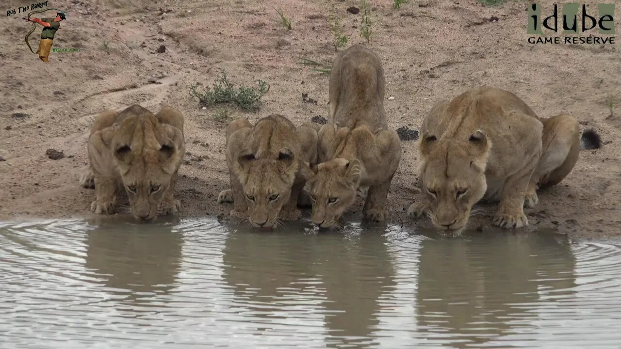 Daughters Of The Mapogo Lions - Rebuilding The Othawa Pride - 117: Feeding, Greeting, Drinking