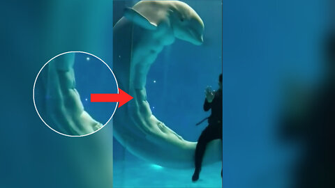 This Whale Has an Amazing 8-pack
