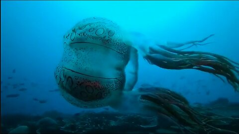Chirodectes maculatus - An exceptionally rare box jellyfish that has only been filmed once
