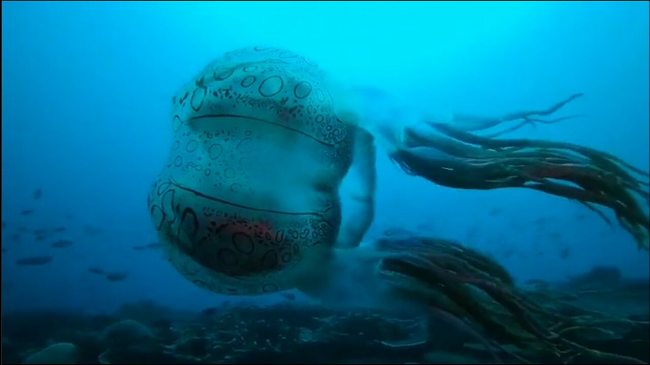 Chirodectes maculatus - An exceptionally rare box jellyfish that has only been filmed once