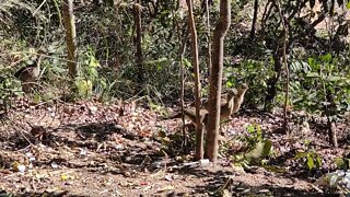 Seriema - Serra da Mesa