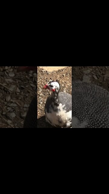 Teenage girl guinea fowl call Pied grey pearl