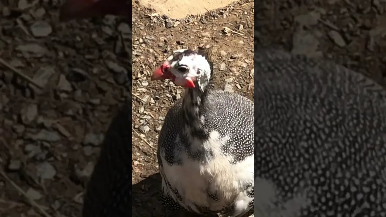 Teenage girl guinea fowl call Pied grey pearl