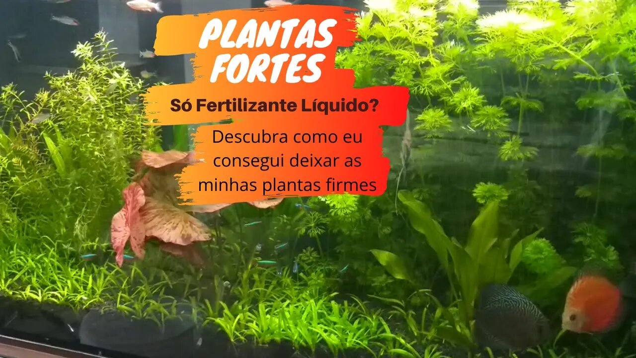 🔴 Como Deixar as Plantas do Seu Aquário Firmes e Fortes