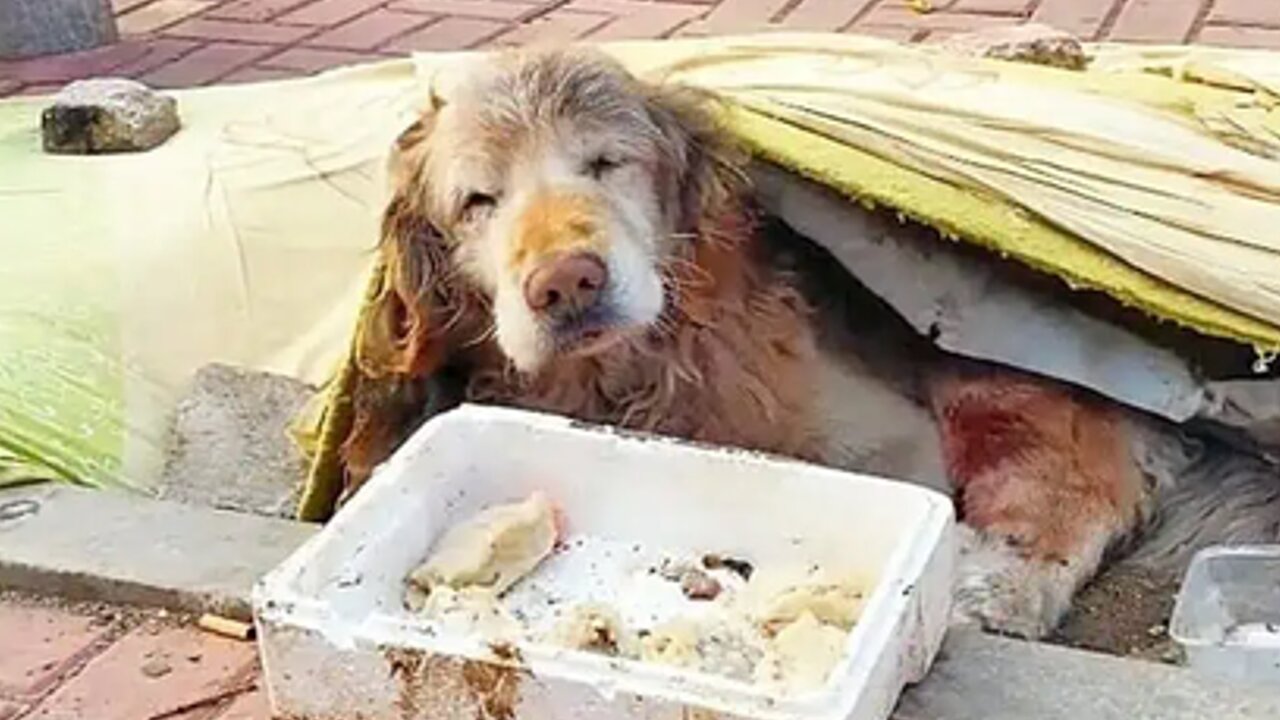 The Heartbreaking Tale of an Abandoned Elderly Dog: Rescued by a Hero, Yet Denied the Miracle