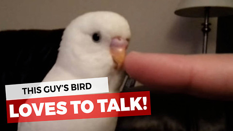 I Told Him He Had To Film What He Trained His Bird To Do. Watch It If You Need A Good Laugh