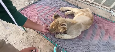 My pet 🦁