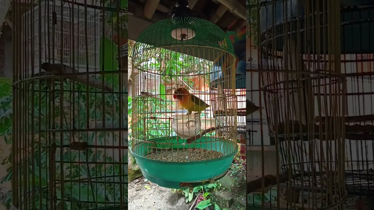 burung lovebird