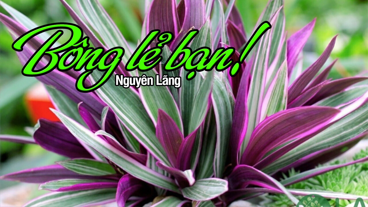 Việt Linh: Bông lẻ bạn