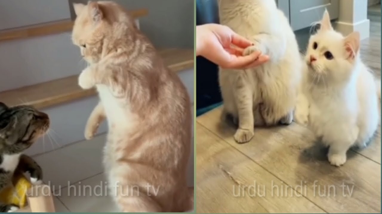 Funny cats