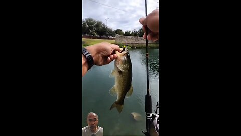 Try a Z-Man Ned Rig for Ultralight Baitcasting #bfs #fishing #baitfinessesystems