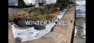 Winter Moves